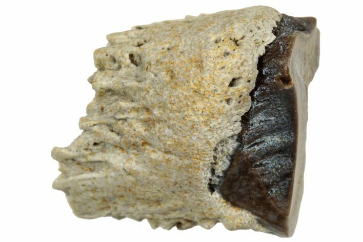 Fossil Dinosaur (Triceratops) Shed Tooth - Montana #319993
